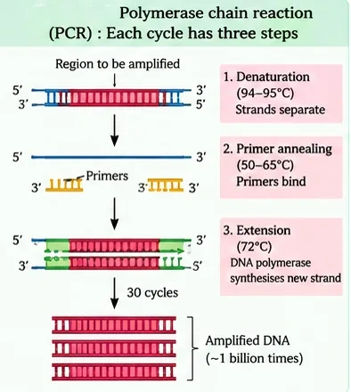 PCR cycle: denaturation at 94–95°C separates the strands, primers anneal at 50–65°C, and DNA polymerase extends them at 72°C; after 30 cycles the DNA is amplified about a billion times
