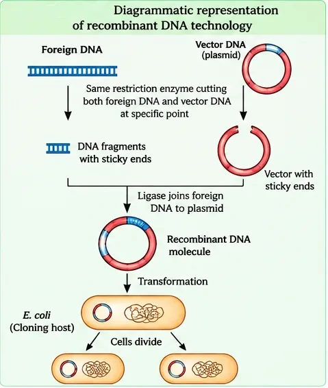 Foreign DNA and a plasmid vector are cut by the same restriction enzyme to give sticky ends, ligase joins them into a recombinant DNA molecule, which is transformed into E. coli and copied as the cells divide