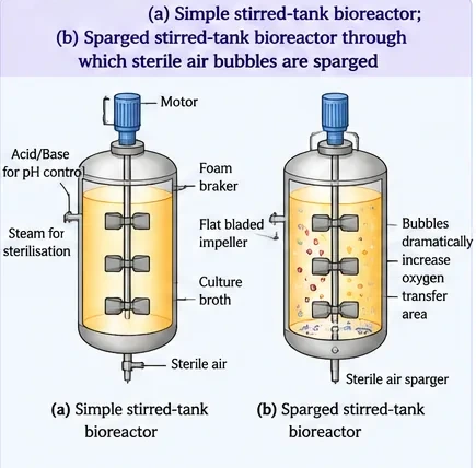 Two bioreactors: a simple stirred-tank bioreactor with motor, flat bladed impellers, foam breaker, acid/base for pH control, steam for sterilisation and sterile air; and a sparged stirred-tank bioreactor in which sterile air is bubbled through