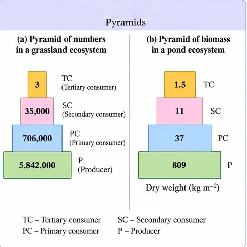 Pyramid of numbers in a grassland with 5,842,000 producers, 706,000 primary consumers, 35,000 secondary consumers and 3 tertiary consumers; and an upright pyramid of biomass with 809, 37, 11 and 1.5 kg per square metre dry weight