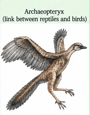 Archaeopteryx, a feathered animal with wings, teeth, clawed fingers and a long bony tail
