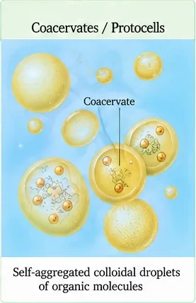 Spherical self-aggregated colloidal droplets of organic molecules floating in water, one labelled coacervate