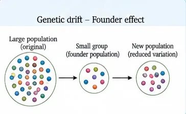 A large population of many coloured dots, a small founder group with only a few colours, and a new population with reduced variation