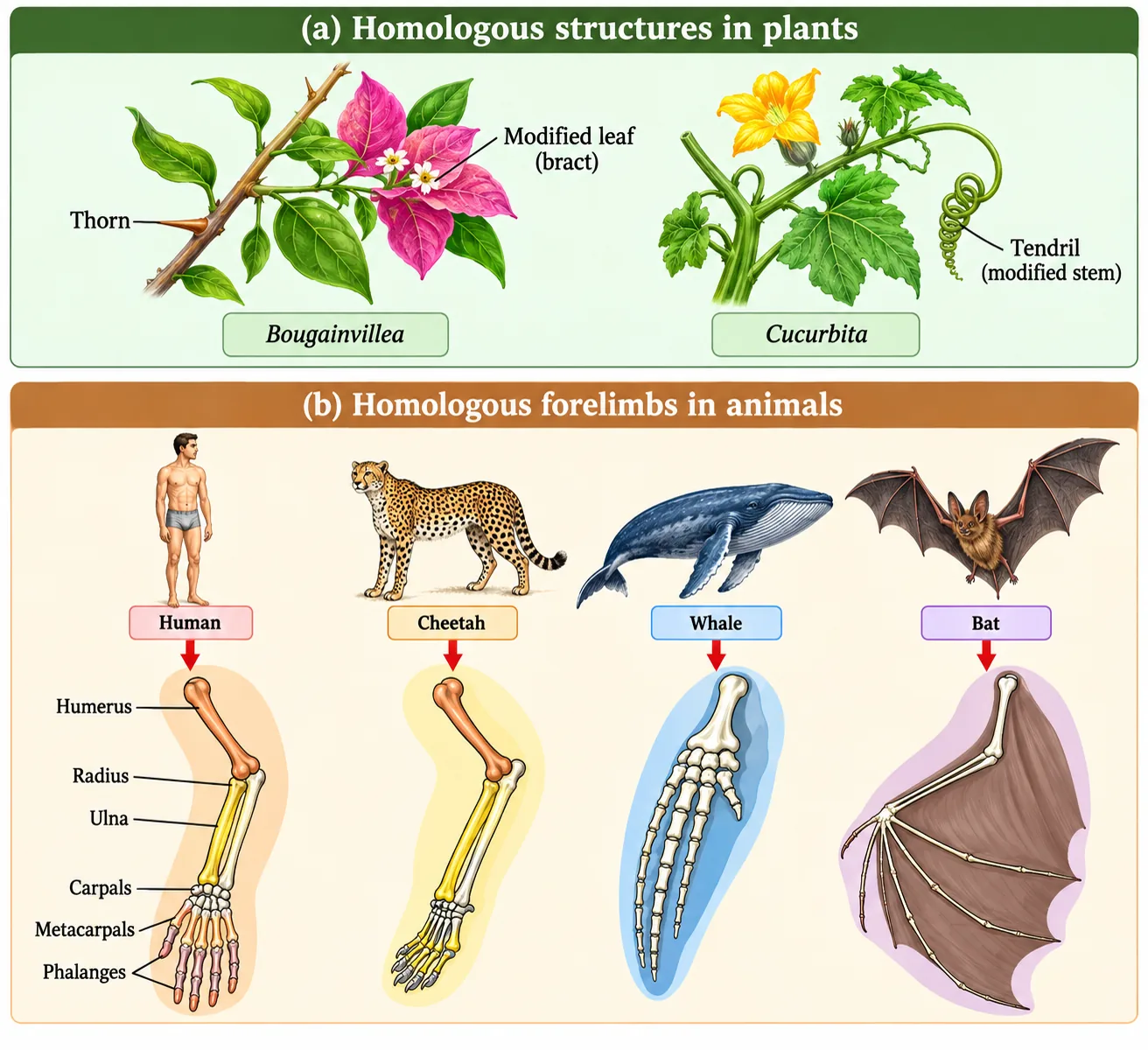 Thorn of Bougainvillea and tendril of Cucurbita as homologous plant structures, and forelimb bones of human, cheetah, whale and bat with humerus, radius, ulna, carpals, metacarpals and phalanges