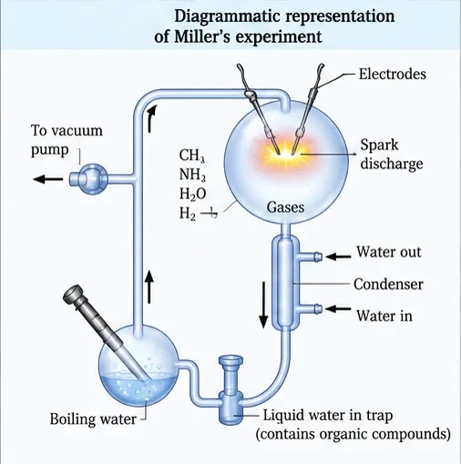 Apparatus with a flask of gases (CH4, NH3, H2O, H2) with electrodes giving a spark discharge, a condenser, a trap collecting liquid water with organic compounds, and a flask of boiling water
