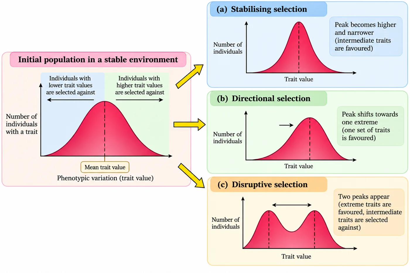A bell-shaped population curve that changes into a taller narrower curve (stabilising selection), a curve shifted to one side (directional selection) and a curve with two peaks (disruptive selection)