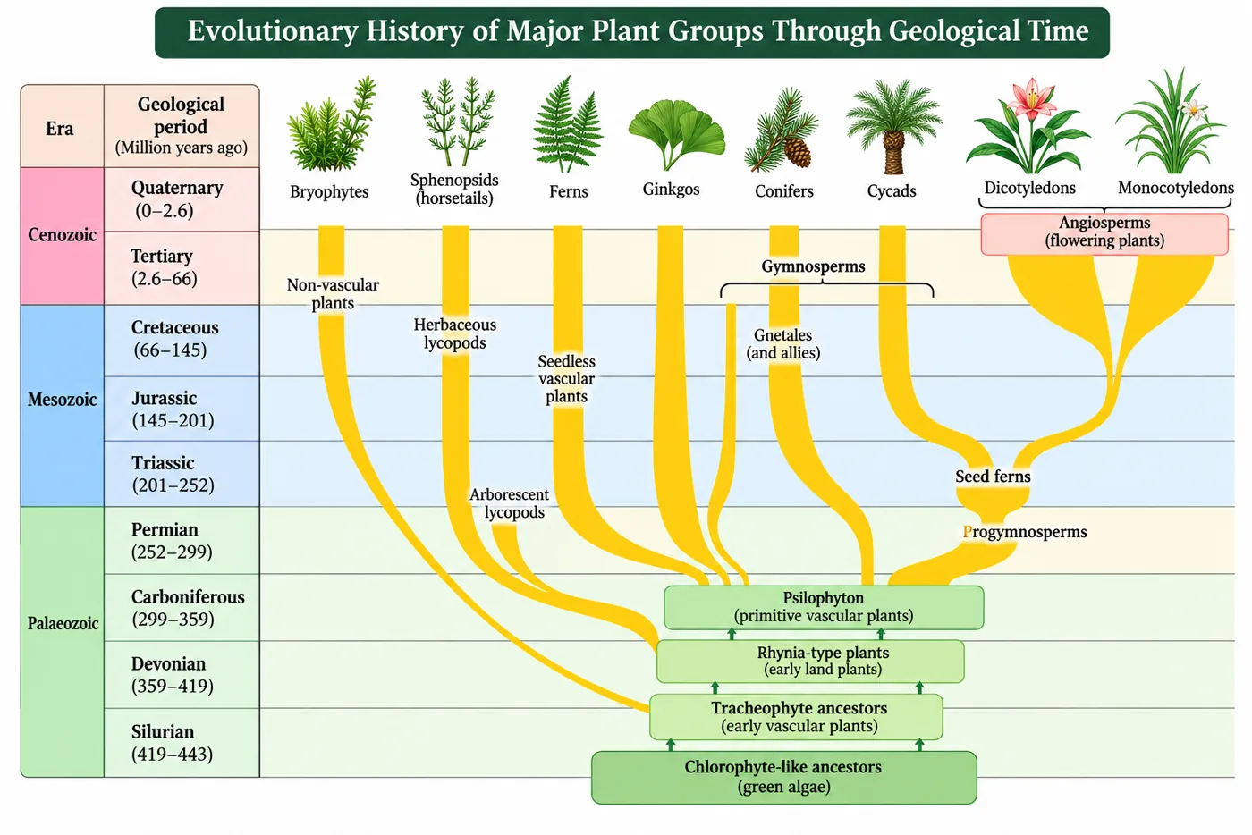 Chart of geological eras and periods with branching lines showing the origin of bryophytes, horsetails, ferns, ginkgos, conifers, cycads and angiosperms from green algal ancestors through early vascular plants