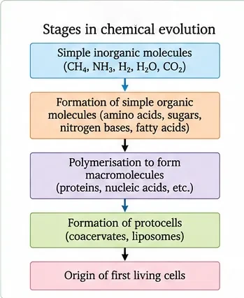 Flow chart: simple inorganic molecules to simple organic molecules to macromolecules to protocells (coacervates) to the first living cells
