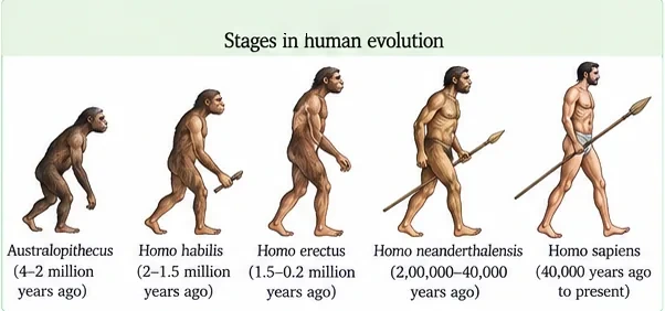 Five figures from a stooping Australopithecus through Homo habilis with a stone tool, Homo erectus, Homo neanderthalensis with a spear, to an upright Homo sapiens