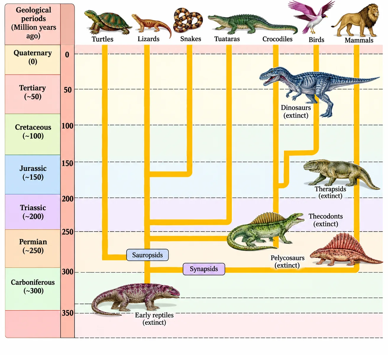 Chart of geological periods with branching lines from early reptiles to turtles, lizards, snakes, tuataras, crocodiles, birds and mammals, with extinct dinosaurs, therapsids, thecodonts and pelycosaurs
