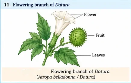 A Datura branch with a white trumpet-shaped flower, a spiny round fruit and leaves