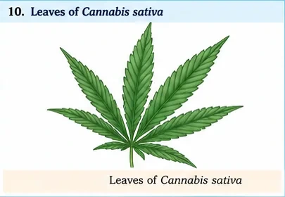 A palmate compound leaf of Cannabis sativa with serrated leaflets