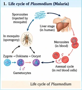 Malaria parasite cycle: sporozoites injected by a mosquito go to the liver, merozoites infect red blood cells in an asexual cycle, gametocytes are taken up by a mosquito, and zygote, ookinete and oocyst develop in the mosquito to form sporozoites