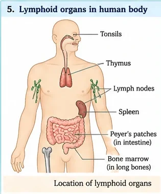 Human body outline with tonsils, thymus, lymph nodes, spleen, Peyer's patches in the intestine and bone marrow in long bones labelled