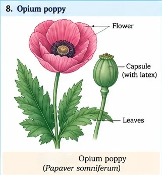 An opium poppy plant with a pink flower, a capsule containing latex and lobed leaves