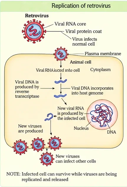 A retrovirus with RNA core and protein coat infects an animal cell; reverse transcriptase makes viral DNA, which incorporates into the host genome; new viral RNA and new viruses are produced and released