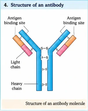 A Y-shaped antibody with two heavy chains and two light chains joined by disulphide bonds and antigen binding sites at the tips of the arms