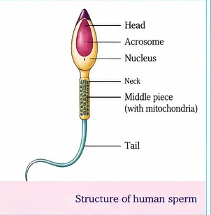A human sperm with head containing acrosome and nucleus, neck, middle piece with mitochondria and a long tail