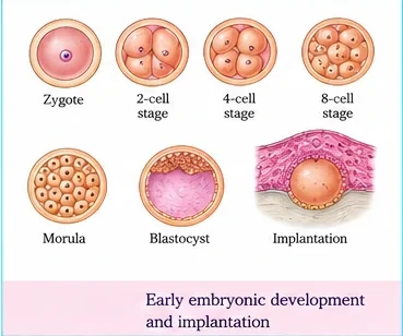 Zygote, 2-cell, 4-cell and 8-cell stages, morula, blastocyst and implantation of the blastocyst into the uterine lining