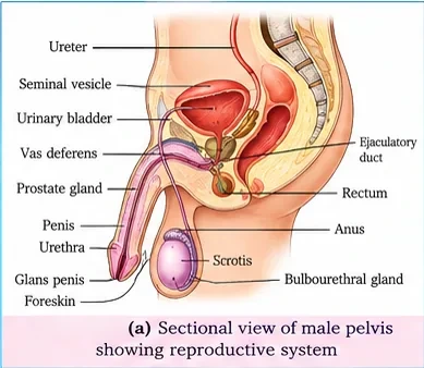 Side view of the male pelvis showing ureter, seminal vesicle, urinary bladder, vas deferens, prostate gland, ejaculatory duct, penis, urethra, glans penis, foreskin, scrotum, testis and bulbourethral gland