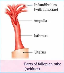 A fallopian tube with infundibulum and fimbriae at the top, ampulla, isthmus and its junction with the uterus
