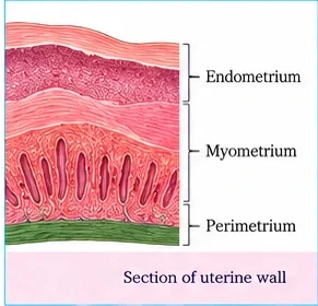 Section of the uterine wall with three labelled layers: endometrium, myometrium and perimetrium