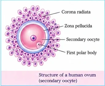 A secondary oocyte surrounded by zona pellucida and corona radiata cells, with the first polar body