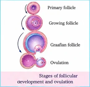 Vertical sequence: primary follicle, growing follicle, Graafian follicle and ovulation