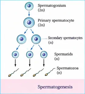 Flow from spermatogonium (2n) to primary spermatocyte (2n), two secondary spermatocytes (n), spermatids (n) and spermatozoa (n)