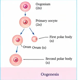 Flow from oogonium (2n) to primary oocyte (2n), then a large cell and a small first polar body, then a large cell and a second polar body