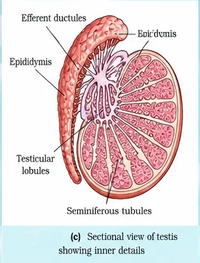 Sectional view of a testis showing testicular lobules containing seminiferous tubules, efferent ductules and the epididymis curving over the testis