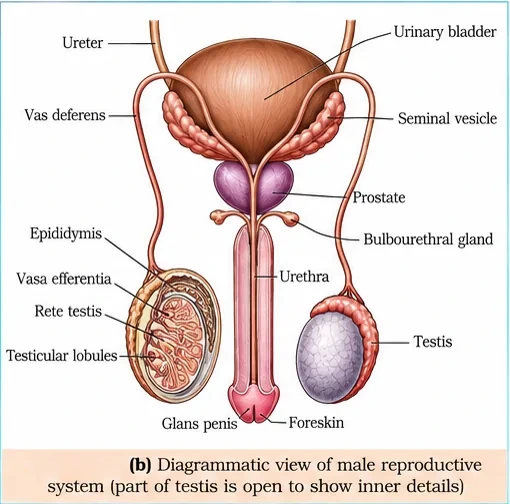 Front view of the male reproductive system with ureters, urinary bladder, seminal vesicles, prostate, bulbourethral glands, vas deferens, urethra and two testes, one opened to show testicular lobules, rete testis, vasa efferentia and epididymis