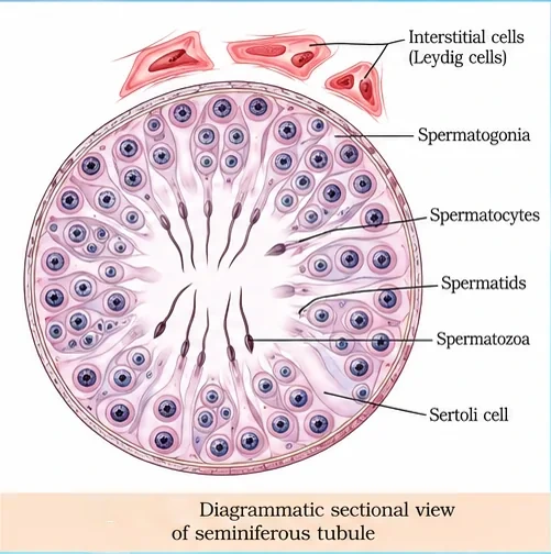 Cross-section of a seminiferous tubule with spermatogonia at the edge, spermatocytes, spermatids and spermatozoa towards the lumen, Sertoli cells, and interstitial Leydig cells outside