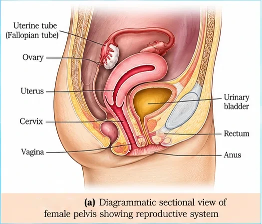 Side view of the female pelvis with fallopian tube, ovary, uterus, cervix, vagina, urinary bladder, rectum and anus