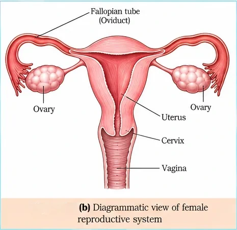 Front view of the female reproductive system with fallopian tubes, ovaries, uterus, cervix and vagina