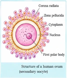 A human ovum with corona radiata, zona pellucida, cytoplasm, nucleus and first polar body