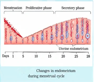 Changes in the uterine endometrium through a 28-day cycle: shedding during menstruation (days 1–5), thickening in the proliferative phase, and glandular secretory phase up to day 28