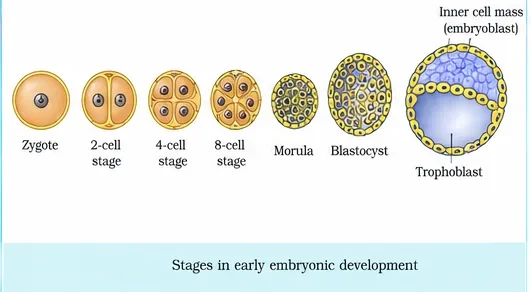 Stages from zygote through 2-cell, 4-cell and 8-cell stages to morula, blastocyst and a blastocyst with inner cell mass and trophoblast