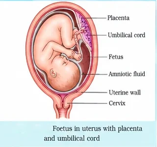 A foetus inside the uterus attached by the umbilical cord to the placenta, surrounded by amniotic fluid, with the uterine wall and cervix labelled