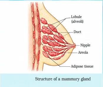Section of a breast showing lobules of alveoli, ducts leading to the nipple, the areola and surrounding adipose tissue
