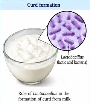 A bowl of curd with an enlarged view of rod-shaped Lactobacillus (lactic acid bacteria)