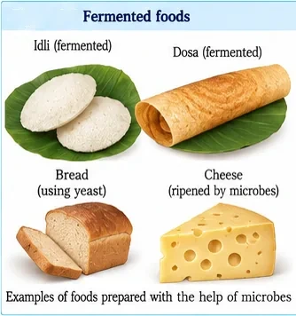 Idli, dosa, a loaf of bread and a block of cheese as examples of foods made with microbes