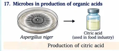 A culture of Aspergillus niger in a petri dish and a bottle of citric acid used in the food industry