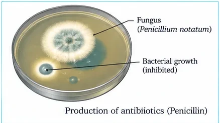 A petri dish with a Penicillium notatum fungal colony and nearby bacterial growth inhibited