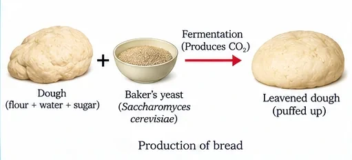 Dough of flour, water and sugar mixed with baker's yeast ferments, producing carbon dioxide and becoming puffed-up leavened dough