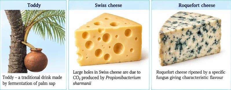 Toddy collected from a palm tree in a pot, Swiss cheese with large holes, and blue-veined Roquefort cheese