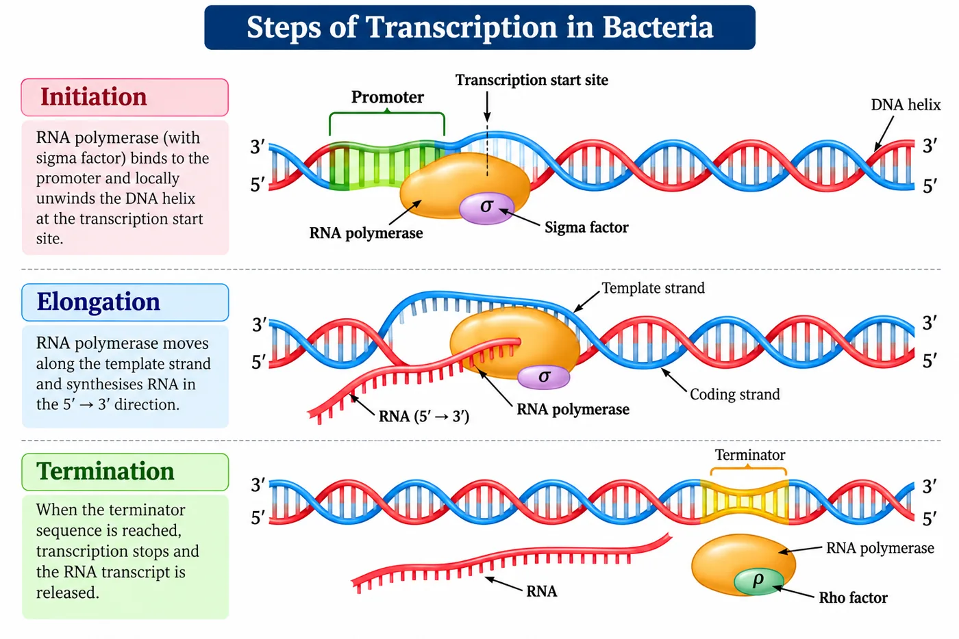 Three rows: initiation with RNA polymerase and sigma factor bound at the promoter; elongation with RNA synthesised 5' to 3' along the template strand; termination at the terminator with rho factor and release of RNA