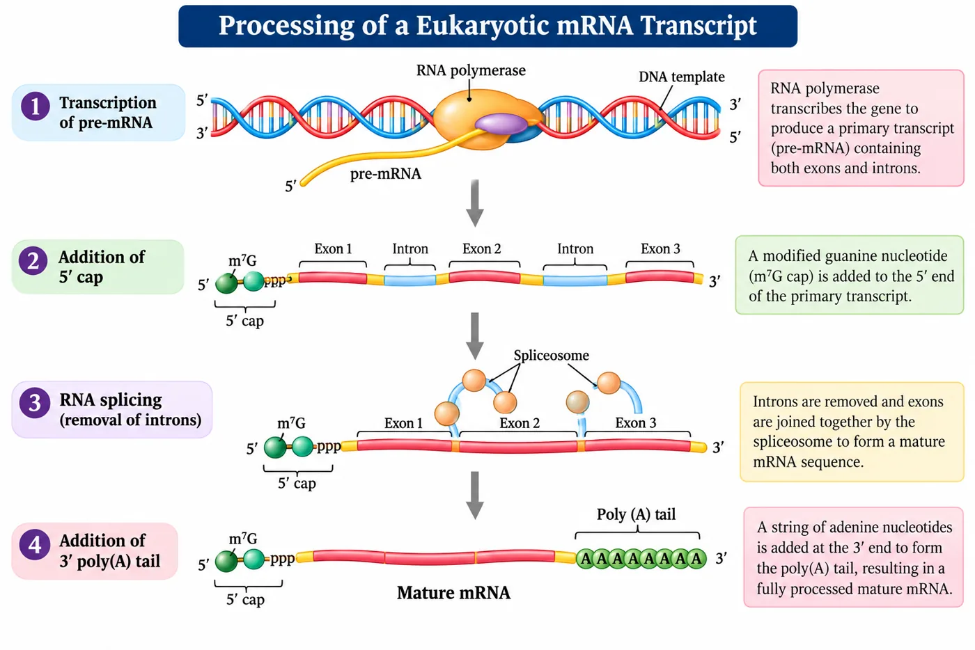 Four steps: transcription of pre-mRNA by RNA polymerase, addition of a 5' methyl guanosine cap, splicing out of introns by spliceosomes, and addition of a 3' poly(A) tail to form mature mRNA