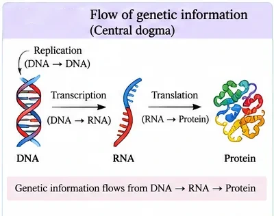 DNA replicating itself, transcription of DNA into RNA, and translation of RNA into protein