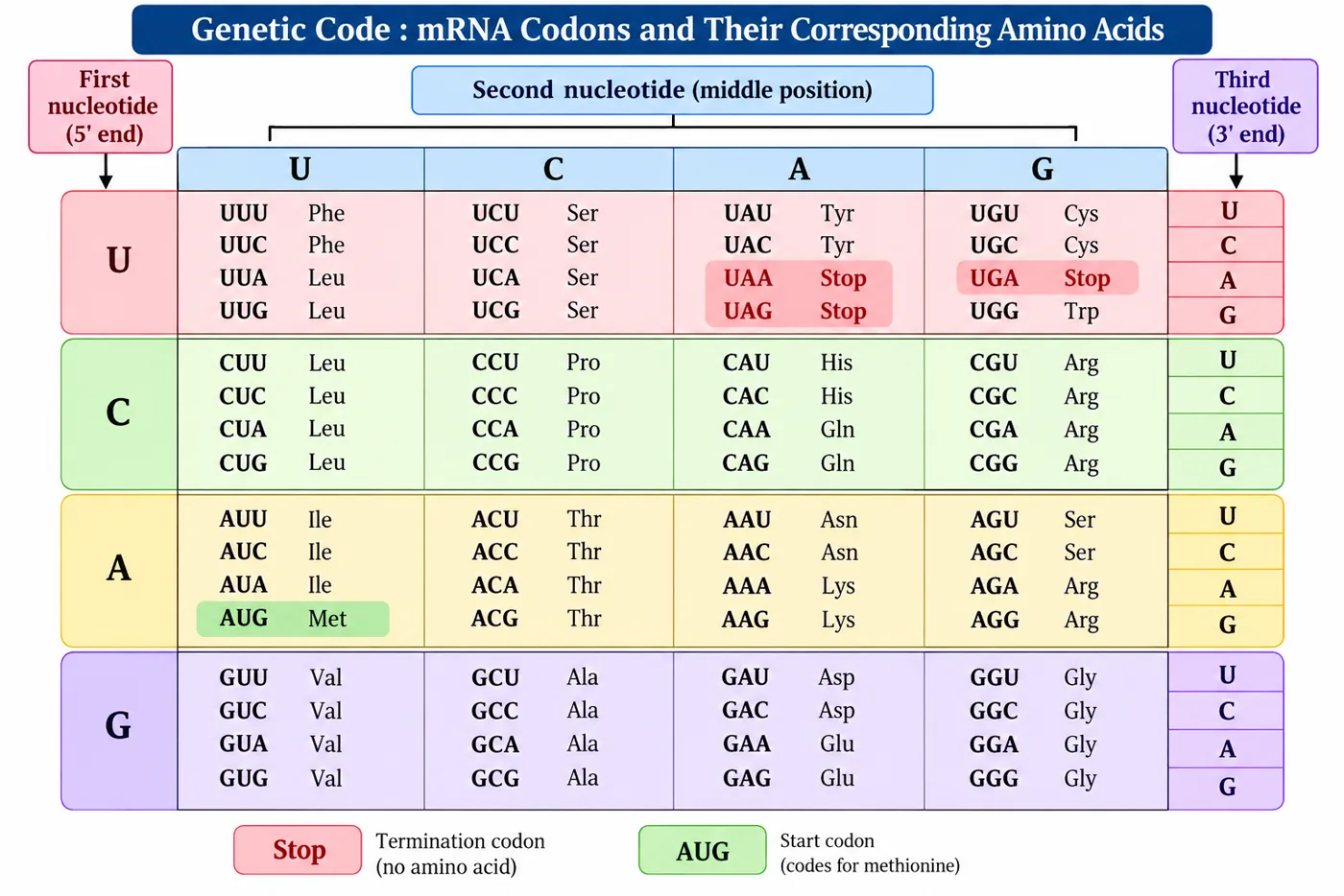 A 4 × 4 codon table of mRNA codons with their amino acids, AUG marked as the start codon coding for methionine and UAA, UAG and UGA marked as stop codons